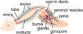 Reproductive system of planaria flatworm